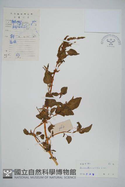 Green amaranth Collection Image, Figure 1, Total 2 Figures