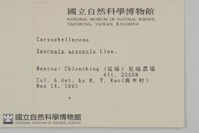 大爪草藏品圖，第2張