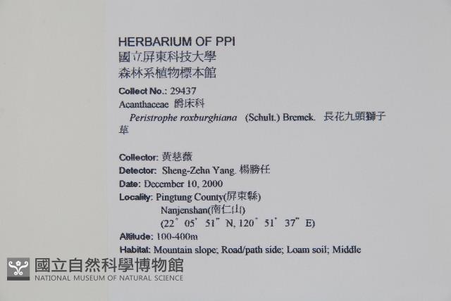 長花九頭獅子草、山藍藏品圖，第2張