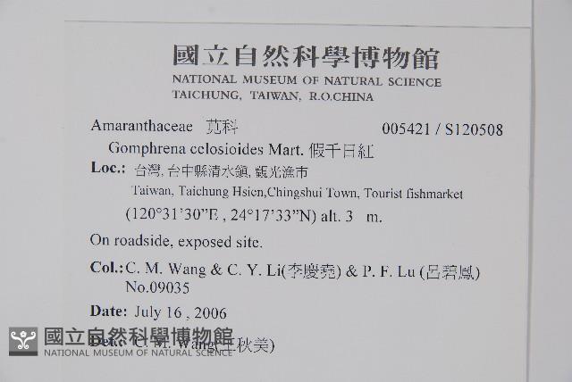 短穗假千日紅藏品圖，第2張