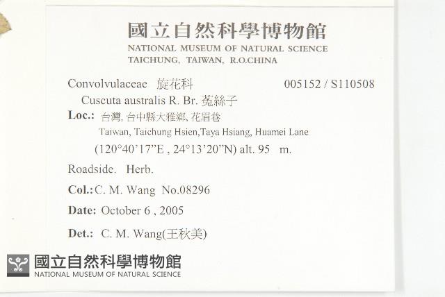 菟絲子藏品圖，第2張