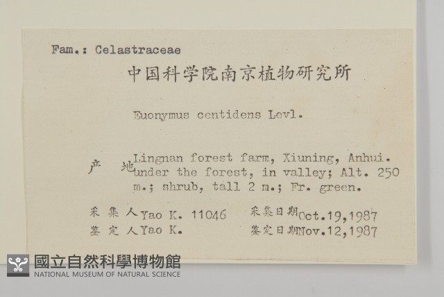 百齒衛矛藏品圖，第2張