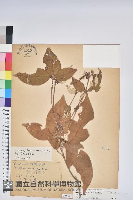 裡白巴豆藏品圖，第1張