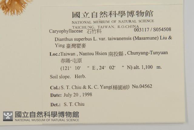 臺灣瞿麥藏品圖，第2張