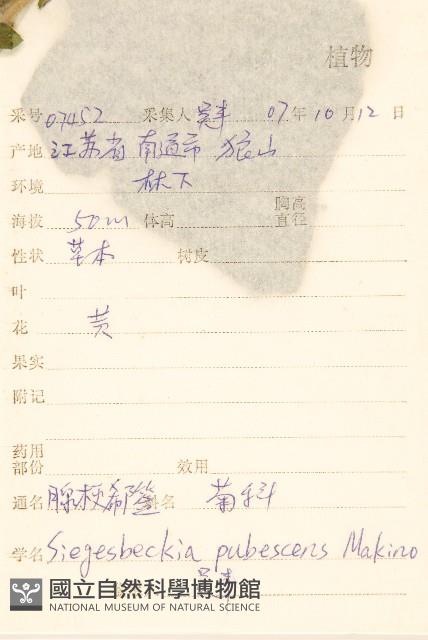 腺梗豨薟藏品圖，第2張