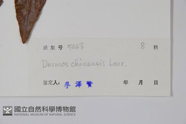 假鷹爪藏品圖，第2張