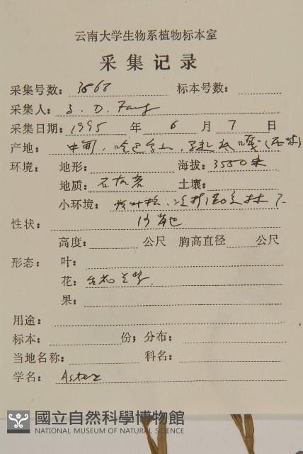 巴塘紫菀藏品圖，第2張