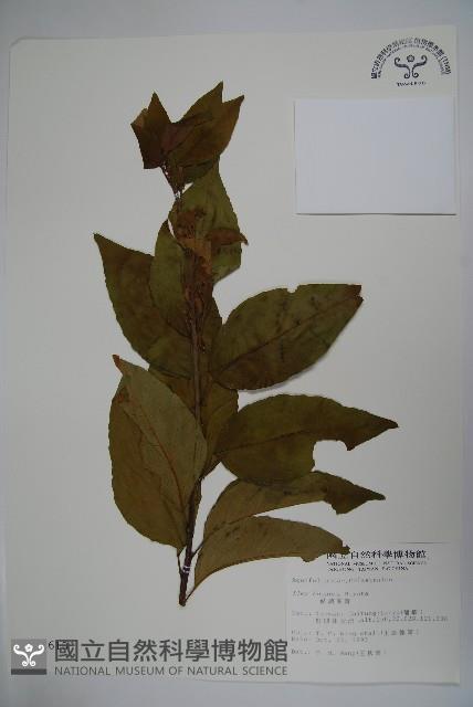 草野氏冬青藏品圖，第1張