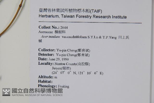 大屯尖葉槭, 川上氏槭藏品圖，第2張