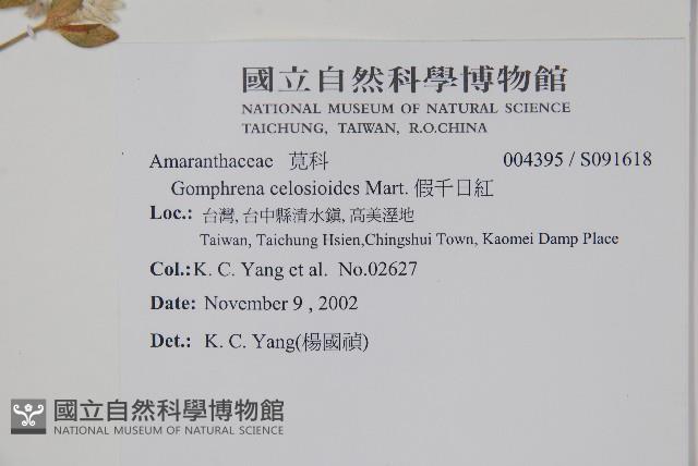 假千日紅藏品圖，第2張