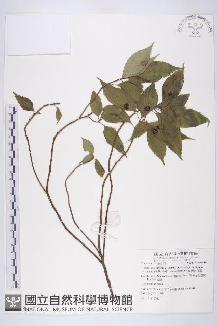 臺灣青莢葉藏品圖，第1張