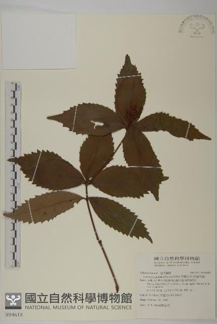 草珊瑚、紅果金粟蘭藏品圖，第1張
