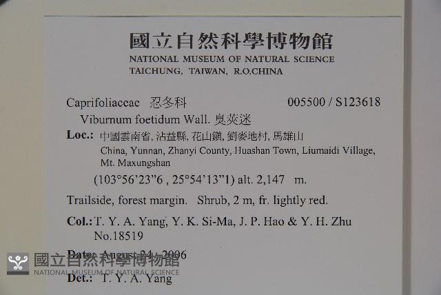 臭莢迷藏品圖，第2張