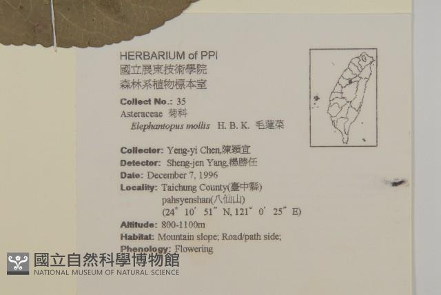 地膽草、毛蓮菜藏品圖，第2張