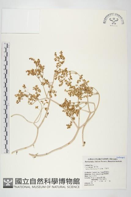 台灣佛甲草、石板菜藏品圖，第1張