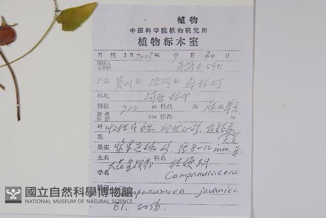 大花金錢豹藏品圖，第2張