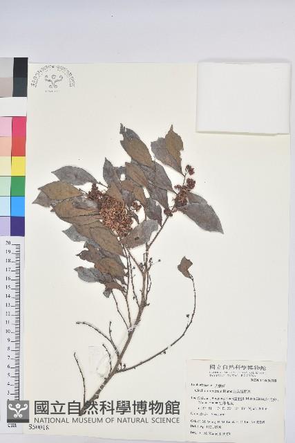 細葉饅頭果藏品圖，第1張