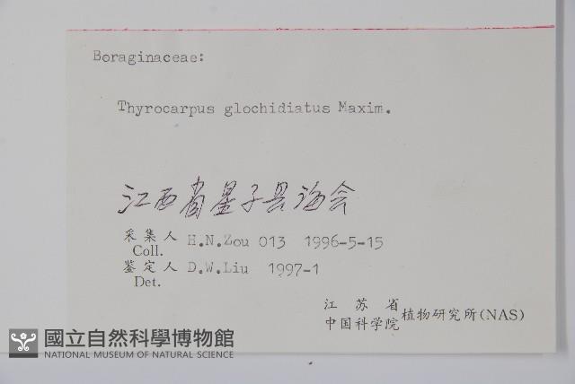 彎齒盾果草藏品圖，第2張