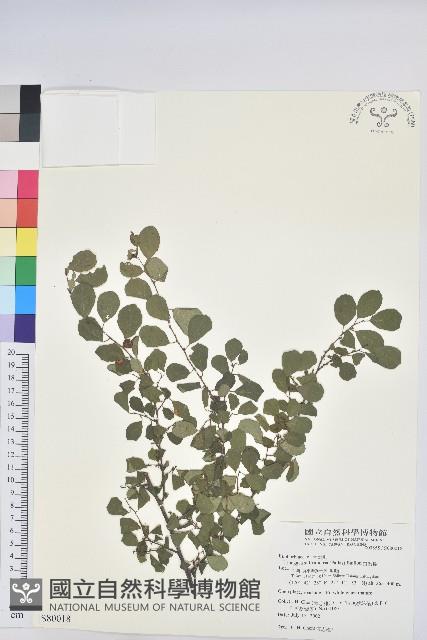 白飯樹藏品圖，第1張