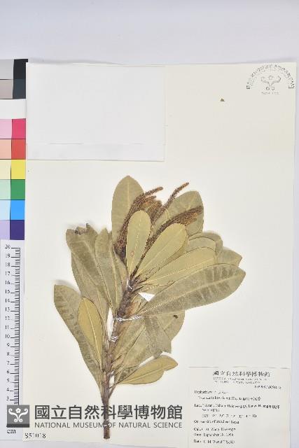 蘭嶼土沉香藏品圖，第1張