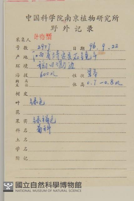 柔毛艾納香藏品圖，第2張