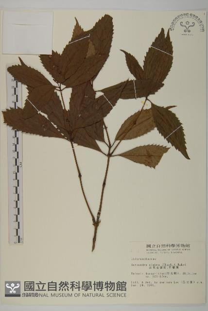 草珊瑚、紅果金粟蘭藏品圖，第1張