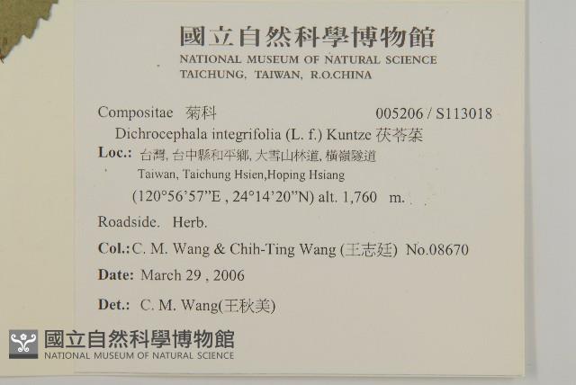 茯苓菜藏品圖，第2張