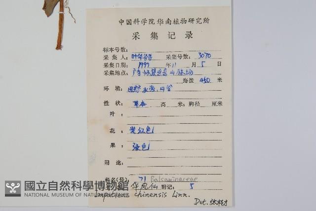 華鳳仙藏品圖，第2張