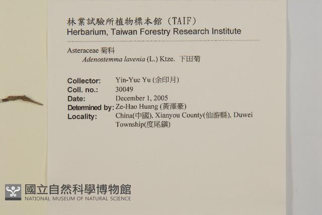 下田菊藏品圖，第2張