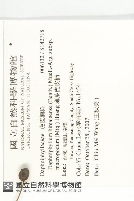 薄葉虎皮楠藏品圖，第2張