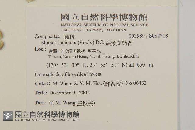 裂葉艾納香藏品圖，第2張