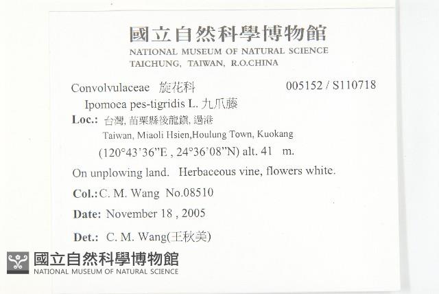 九爪藤藏品圖，第2張