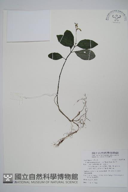 針刺草藏品圖，第1張