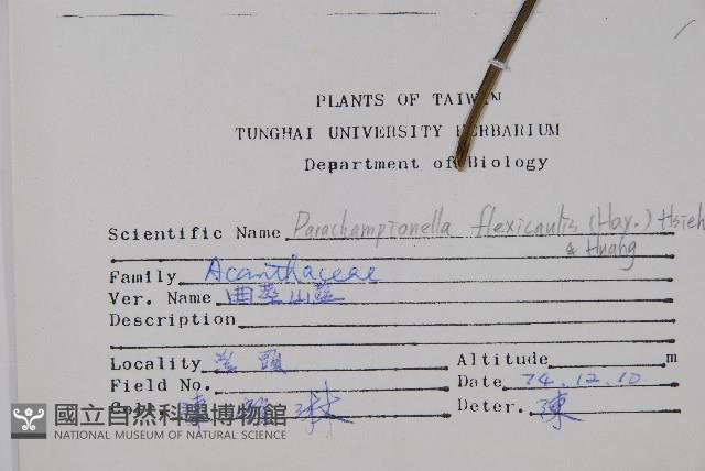 曲莖馬藍藏品圖，第2張