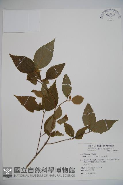 呂宋莢迷藏品圖，第1張