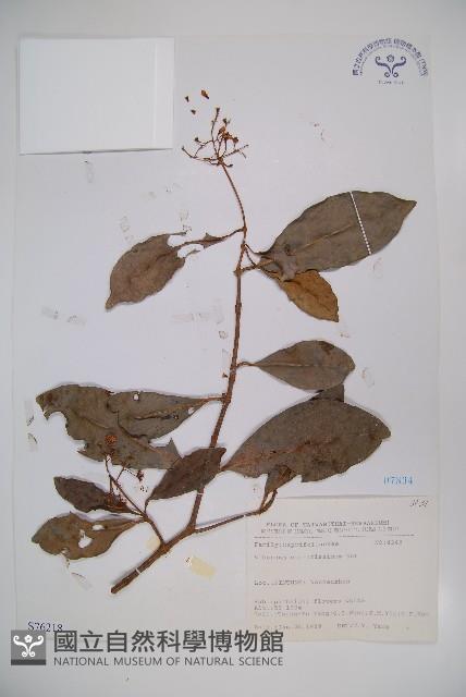 珊瑚樹藏品圖，第1張