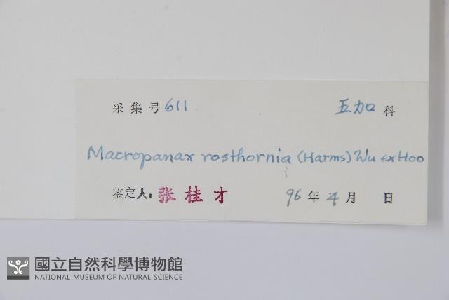 短梗大參藏品圖，第2張