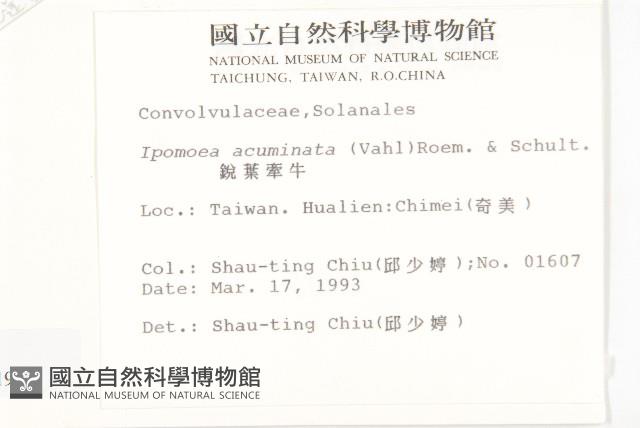 銳葉牽牛藏品圖，第2張