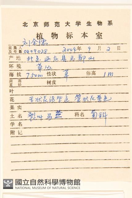 裂葉馬蘭藏品圖，第2張