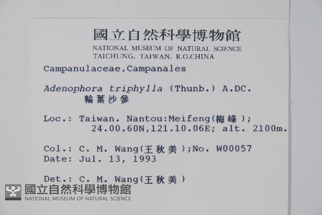 輪葉沙參藏品圖，第2張