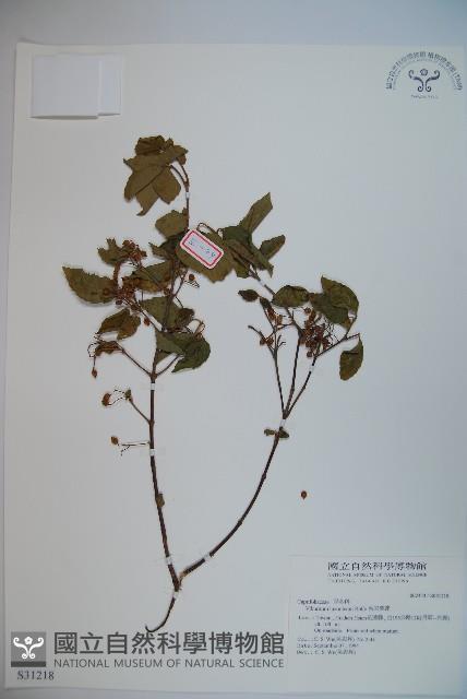 呂宋莢迷藏品圖，第1張