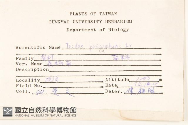 長柄菊藏品圖，第2張