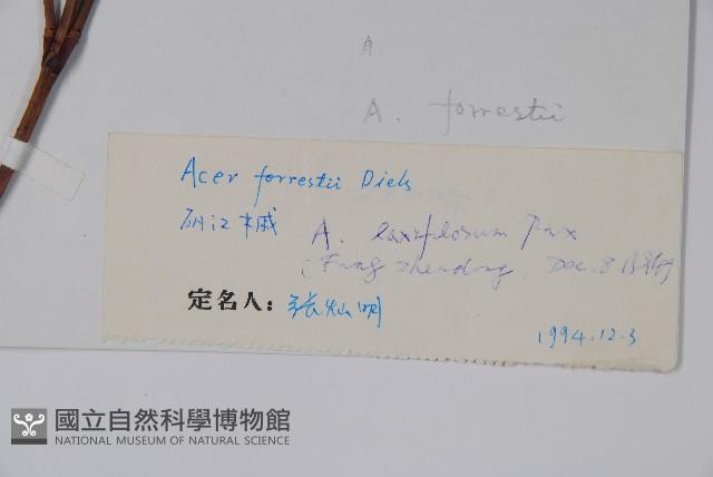 疏花槭藏品圖，第2張