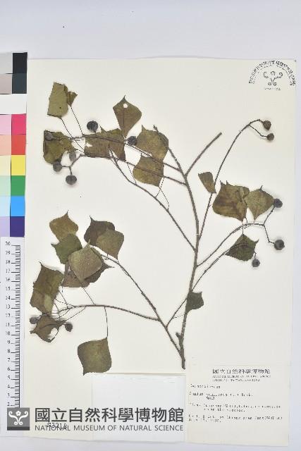 烏臼藏品圖，第1張