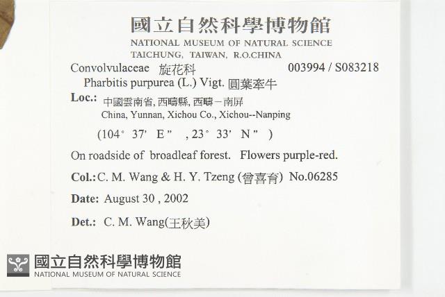 圓葉牽牛藏品圖，第2張