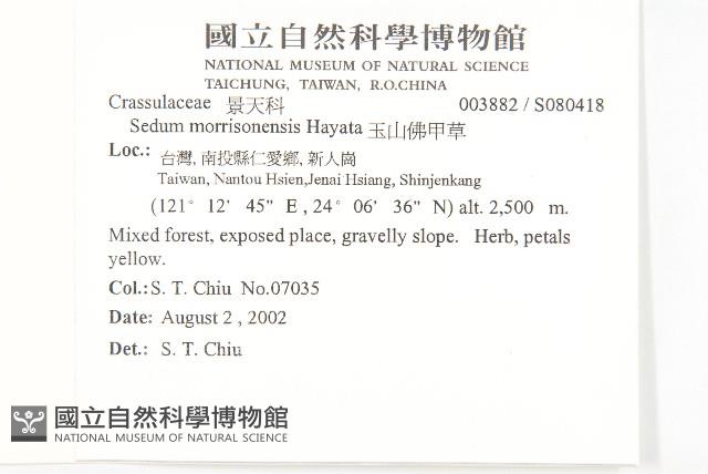 玉山佛甲草藏品圖，第2張