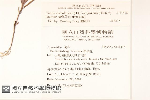 紫背草藏品圖，第2張