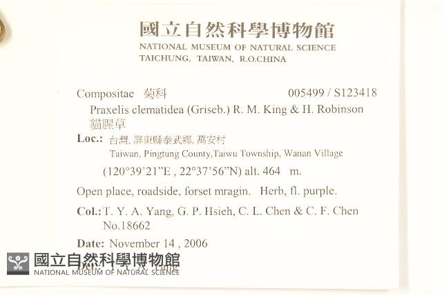 貓腥草藏品圖，第2張