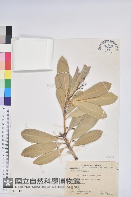 蘭嶼土沉香藏品圖，第1張