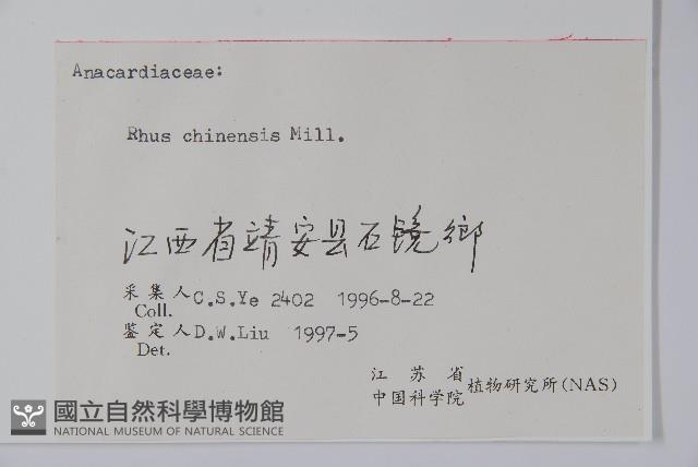 鹽膚木藏品圖，第2張